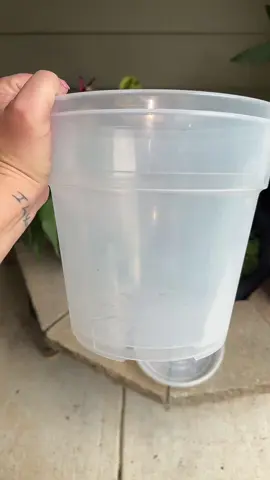 These are the biggest ones I have found so far!!!!! AMAZING!!!!! Click the link!!!!!! You NEED these! #plantpots #clearpots #plantstuff #plantythings #plantpeople #plantsmakepeoplehappy #planthacks #tiktokshop 