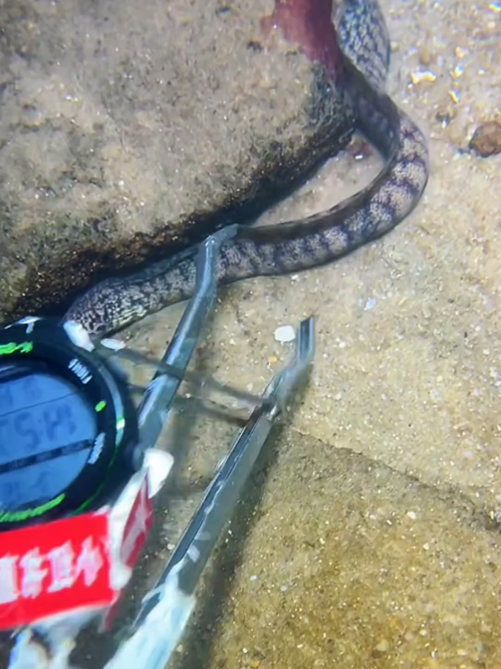 #diving #crab #catchthesea #seaside #seafood #fish #eel #lobster #seangsolofishing