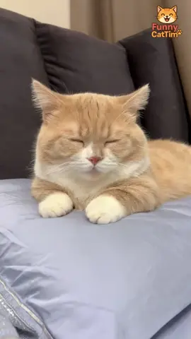 Lovely Cat Moments 🐱 💕  #FunnyCat #FunnyCat #Funny #lovecats #MeowTime 