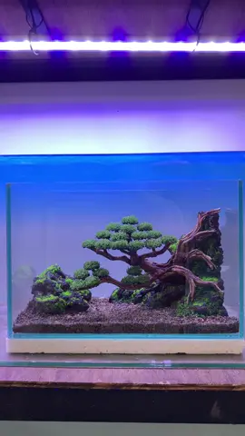 Ready lg hardscape bonsai 🙏🏼 utk sementara kita jual yg ready dulu kak 🙏🏼 Keterangan : 30x20x20 Harga sudah termasuk dengan aquarium tebal 5mm