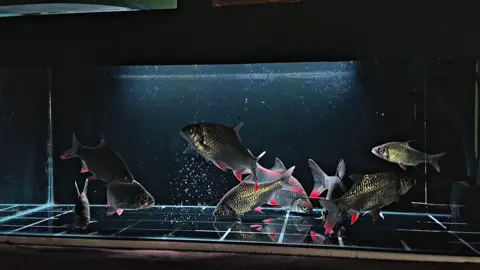 Jan, damai…#aquarium #tawessiripmerah #beles 