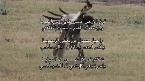 فوق الارض ادعس على روس الحيايا#سعيد_الخزماني #شيلات #صقر #حيا #🐍 #شيلات #