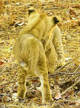 Part 1#fyp #lion #wildlife #animalsworld #foryoupage 