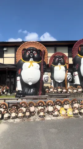 信楽焼の狸は「開運・商売繁盛」の縁起物とされ、飲食店や家庭の玄関に置かれることが多い。特に「八相縁喜（はっそうえんき）」と呼ばれる定型デザインでは   - **斗笠（とうがさ）**：災難よけ。   - **酒瓶**：善良な人々を引き寄せる。#たるき#たるki**帳簿**：信用と商売の健全さ。   - **大きなお腹**：豊かさの象徴。 - **歴史的背景**：1976年に「伝統的工芸品」に指定された信楽焼は、日本六古窯（瀬戸・常滑・丹波・備前・越前）の一つで、鎌倉時代から農具や雑器を生産してきた。#タルキ #信楽焼 #縁起物 