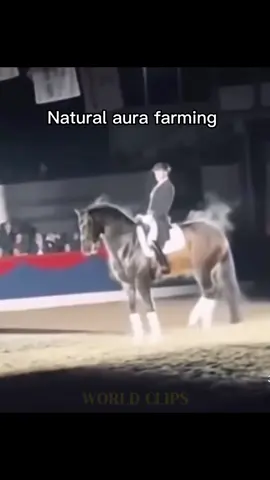 Steamin’  #horsepower #horse #aura #natural #cars 