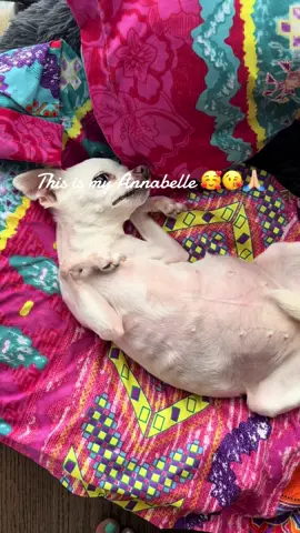 Annabelle was diagnosed with cancer 3 years ago. She and I decided No Treatments with any poison. She is still doing great. She is my bff. Until forever comes.  Let’s get her some likes and prayers. She is the ultimate trooper.  #Annabelle #chihuahua #peekaboo #dogs #dogsoftiktok #chihuahuastiktok #fuckcancer #livingwithcancer #shesatrooper #mydog #cutestdog #pets #PetsOfTikTok #pet #bff #comment #fypシ゚ #jeeppet ##shotgungirl #ilovemydog #ilovemychihuahua #fypage #f #fy #foryourpage #fyp #fypシ゚viral #cancersurvivor 