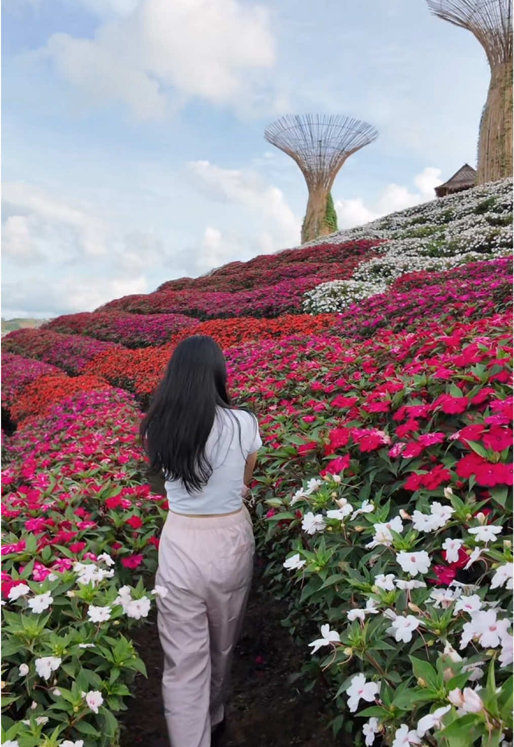 Khao kho Flower Terrace #dulichthailan #khaokho #khaokhoflowerterrace 