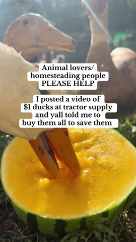 If this video flops we are eating one. Where are my homesteading friends?  #homesteading #backyardducks #bigfamilies 