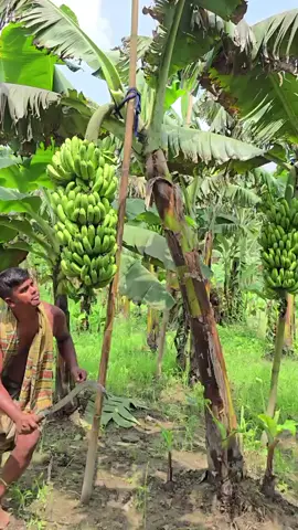 Amazing videos ASMR cutting banana tree 🌴#asmr #banana #satisfying #cuttingskills #amazing #viral #viralvideo #fyp 
