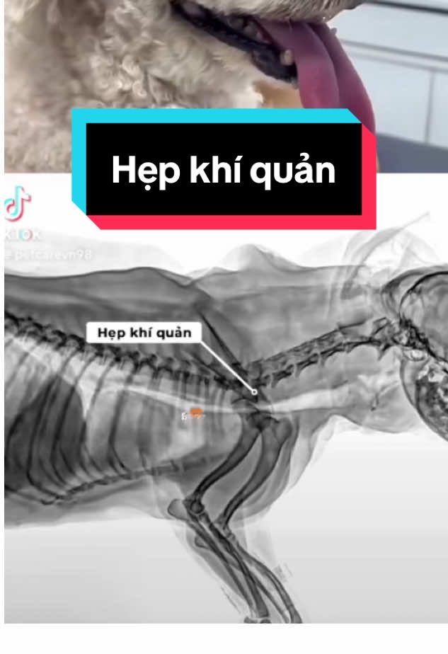 Hẹp khí quản ở chó nguy hiểm thế nào #chohepkhiquan #chohepphequan #thucung #chó #poodle 
