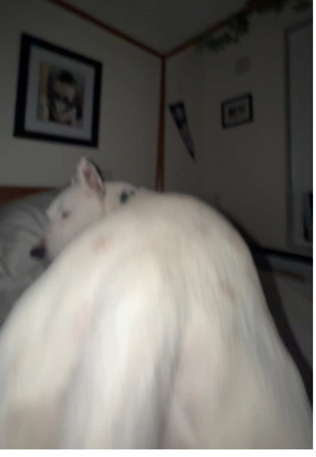 Biscuit has to go potty! #funny 