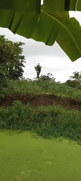 😱 #terror #suspenso #viraltiktok #miedo #extraterrestres 