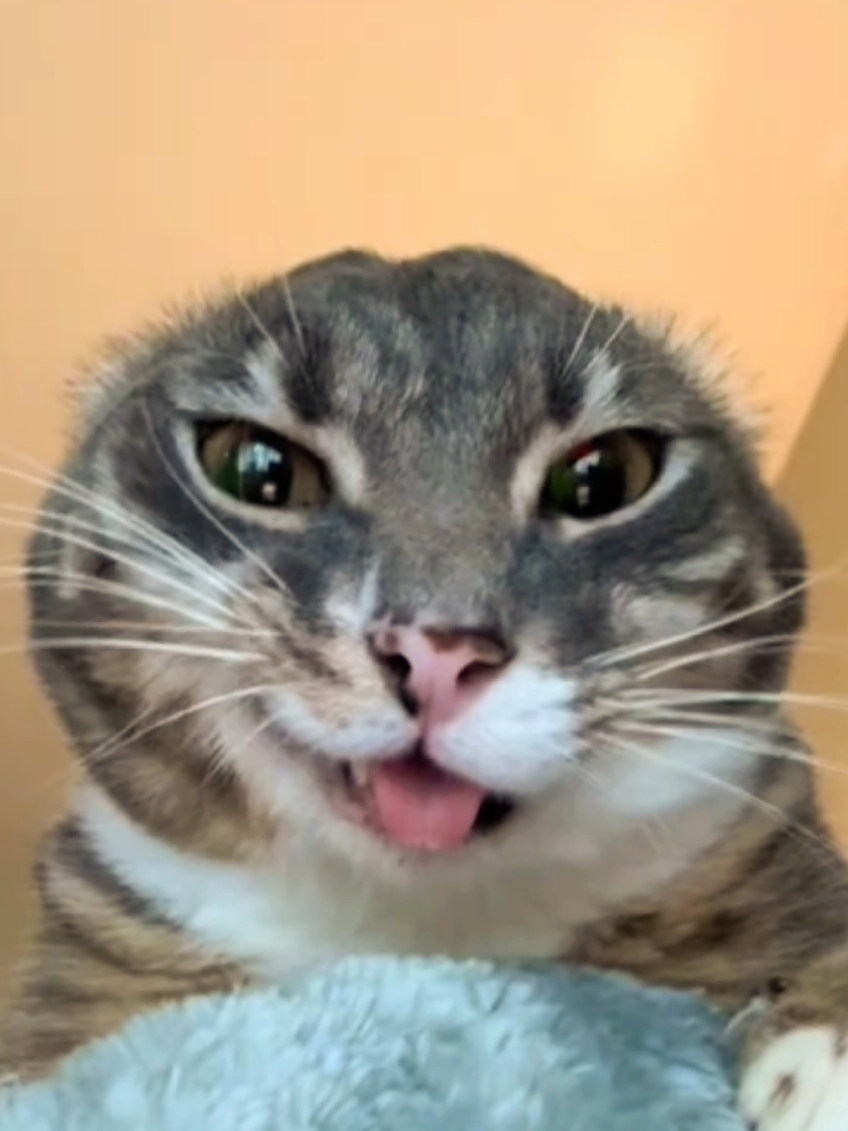 My reaction😎🤣 #fy #P〆KITTI #pubg #pubgmobile @iamrigbycat #catmeme 