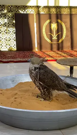 #الشعب_الصيني_ماله_حل😂😂 