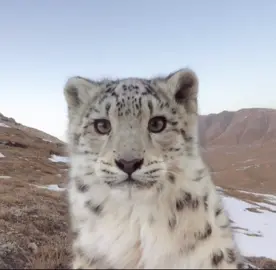 snow leopards :P                             #animals #snow #leopards #snowleopard #cute #cut #photos #aesthetic #cool 
