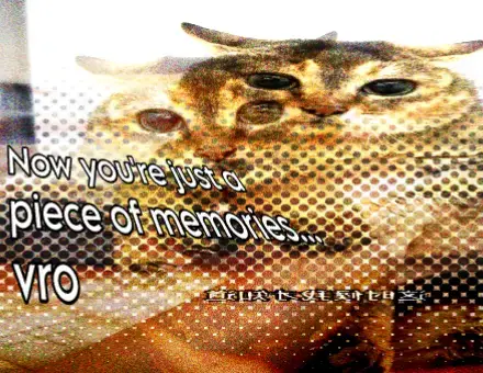 #vro#fyp #pourtoi #toletolecat #meimei #cat #toletole 