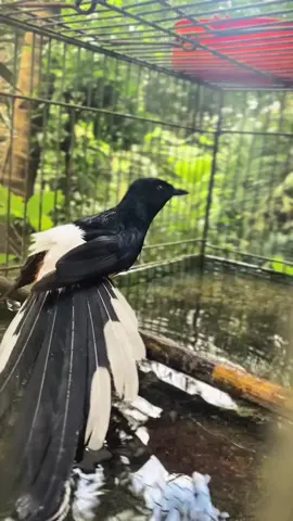 #muraibatuindonesia#fyp 