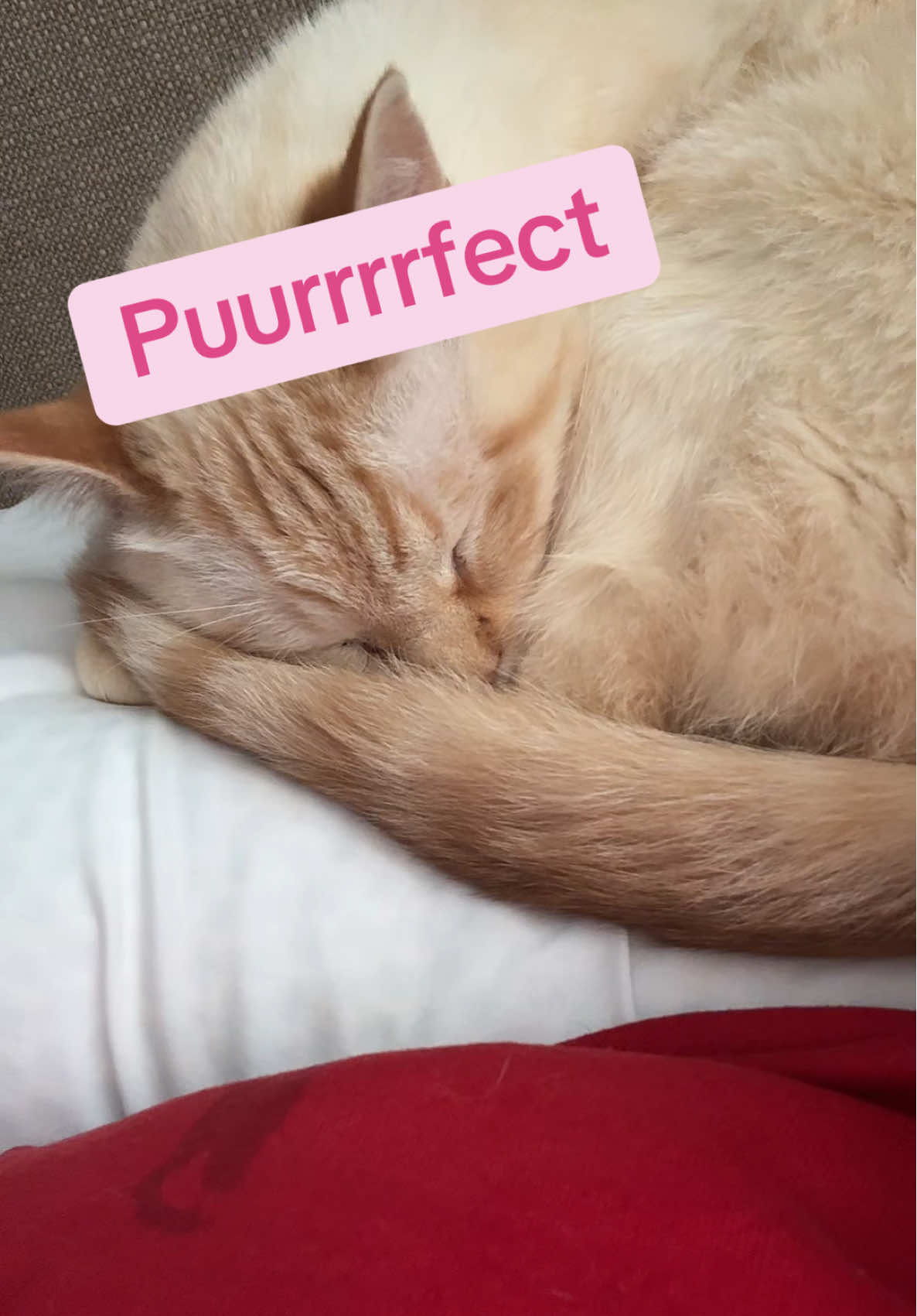 Sweetest boy 🐈  #sugarbooger #flamepoint #naptime #saturdayvibes #mood #catsoftiktok #cattok #catlover #millennialsoftiktok #passedtfoutt 