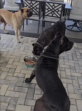 When I’m in danger my dog #dogsoftiktok #funnydogs #foru #fyp 