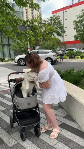 Baby cat 🙀  . #meow #cat 