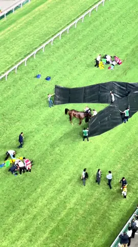 Why does a racehorse have to leave the track for good after breaking a leg? #fyp #foryou #horse #racehorses #racecourse #equestrian 