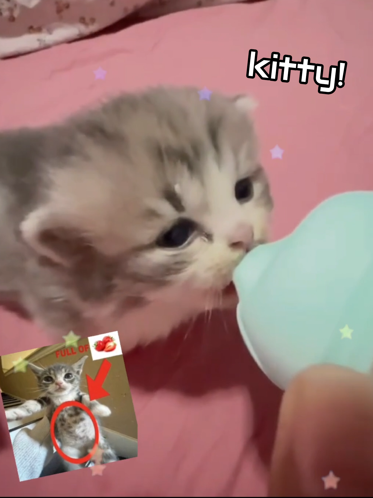 Small kitties make people happy😋 #trending #fyp #silly #cat #kitten 