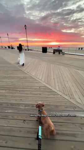Puppies’ first sunrise at Ashbury Park Beach #dog #puppy #sunrise #Summer #travel #fyp #cute