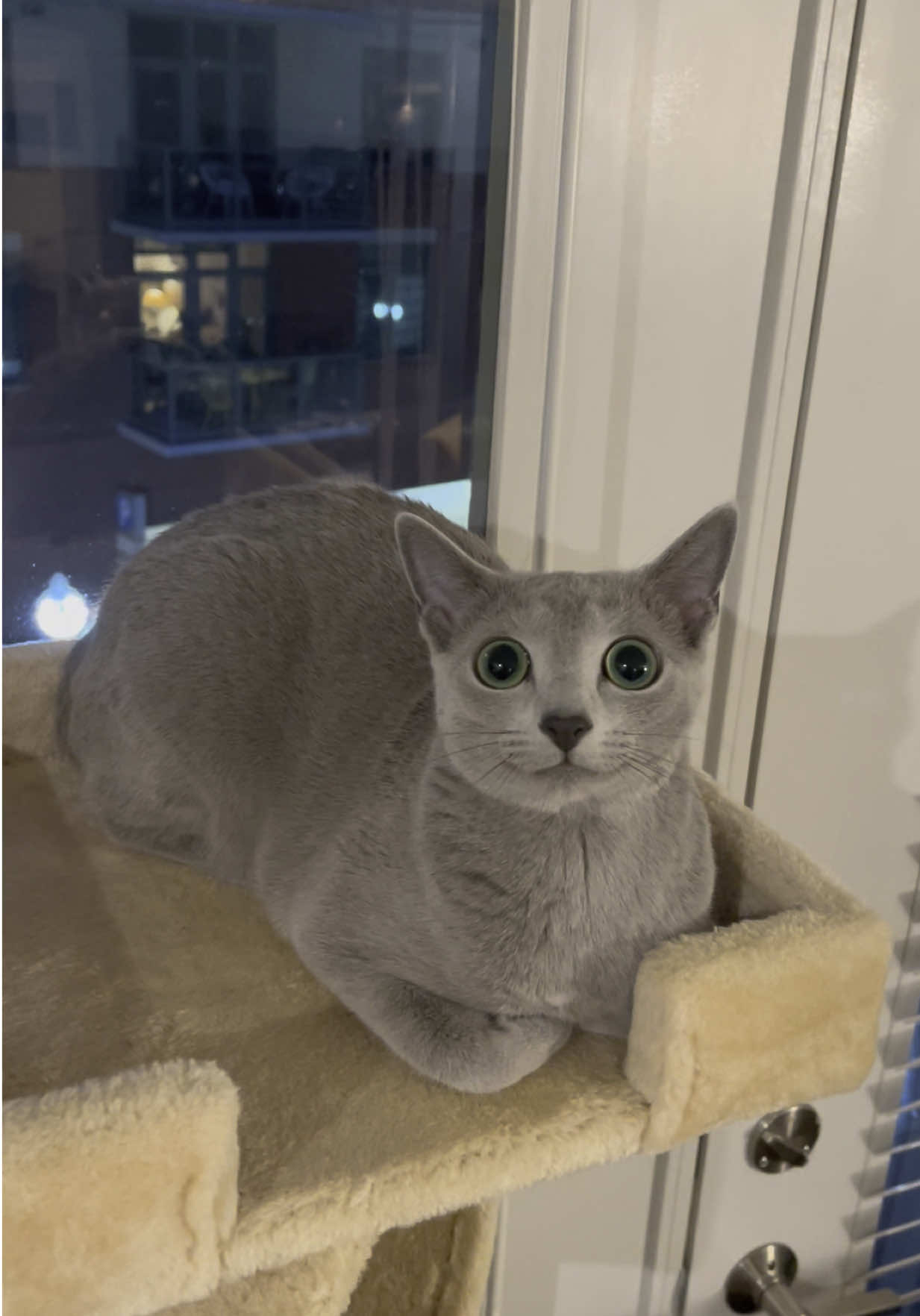🩵 #russianbluecatsoftiktok #creatorsearchinsights #catlife #prettycat #cat 