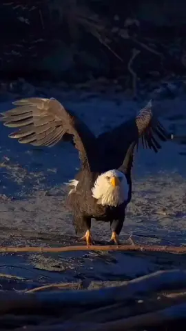 Snow Is Falling - 2025 Remastered#music #музыкадлядуши #rekomendasi #❤️‍🔥 #❤️ @♐ Ledi 💥 