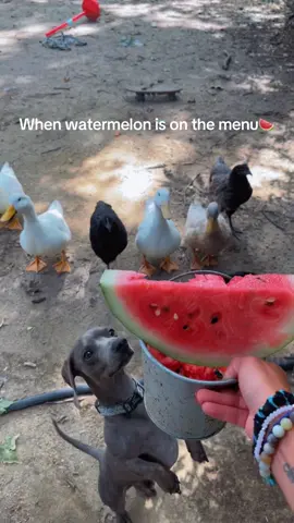 🐔What’s something your flock goes crazy over?🐔 🦆Let me know below!🦆 #ducksoftiktok #ducktok #chickens 