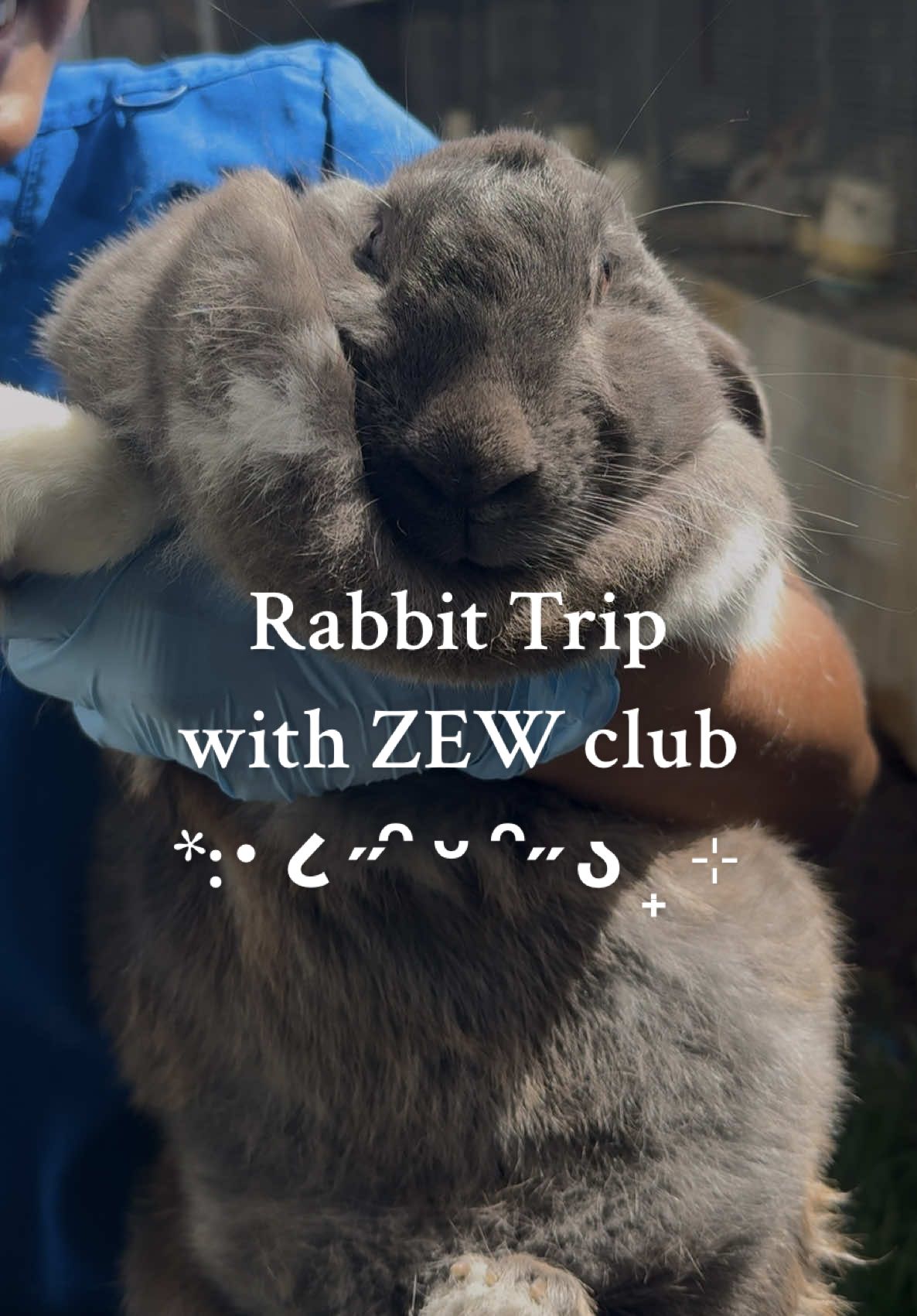 First rabbit trip with ZEW Club!! We got to do physical exams and nail trims on some of the cutest local buns! 🩺🐇 Feeling so grateful to learn hands-on while giving back to our furry community🫶🏽 @Ross Vet School  #VetLife #RossUniversity #RabbitMedicine #BunnyCare #ExoticVet #ZEWClub #FutureVet #FirstRabbitTrip #BunsAndLove #vetstudentlife #studentlife #futurevet #student #vetmed #fypシ 