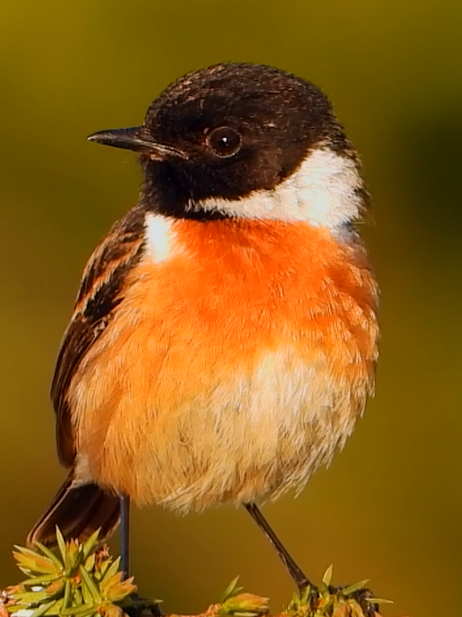 European stonechat singing Svartstrupe sang Schwarzkehlchen Gesang Roodborsttapuit geluid Kląskawka #Rennesøy 1 april 2025 #shorts #p1000 #chirping #Nikon #coolpix #coolpixp1000 #sound #singing #call #sang #song #chant #vogel #geluid #våren #beautiful #bird #birdwatching #naturelovers #wildife #peacefull #relaxing #song #sang #chant #gesang #singing #call #beutiful #norway #coolpix #p1100