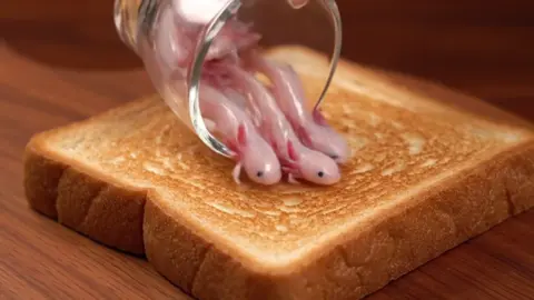 Comment if you would eat this… 🦎🍞✨ Why does axolotl toast sound so cute and satisfying? 👂 #ASMR #Toast #Axolotl #Satisfying #Relaxing #OddlySatisfying #Sounds
