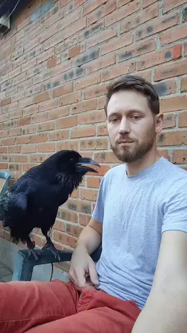 #FYP #TalkingRaven #BirdLovers #ГоворящийВорон #Viral