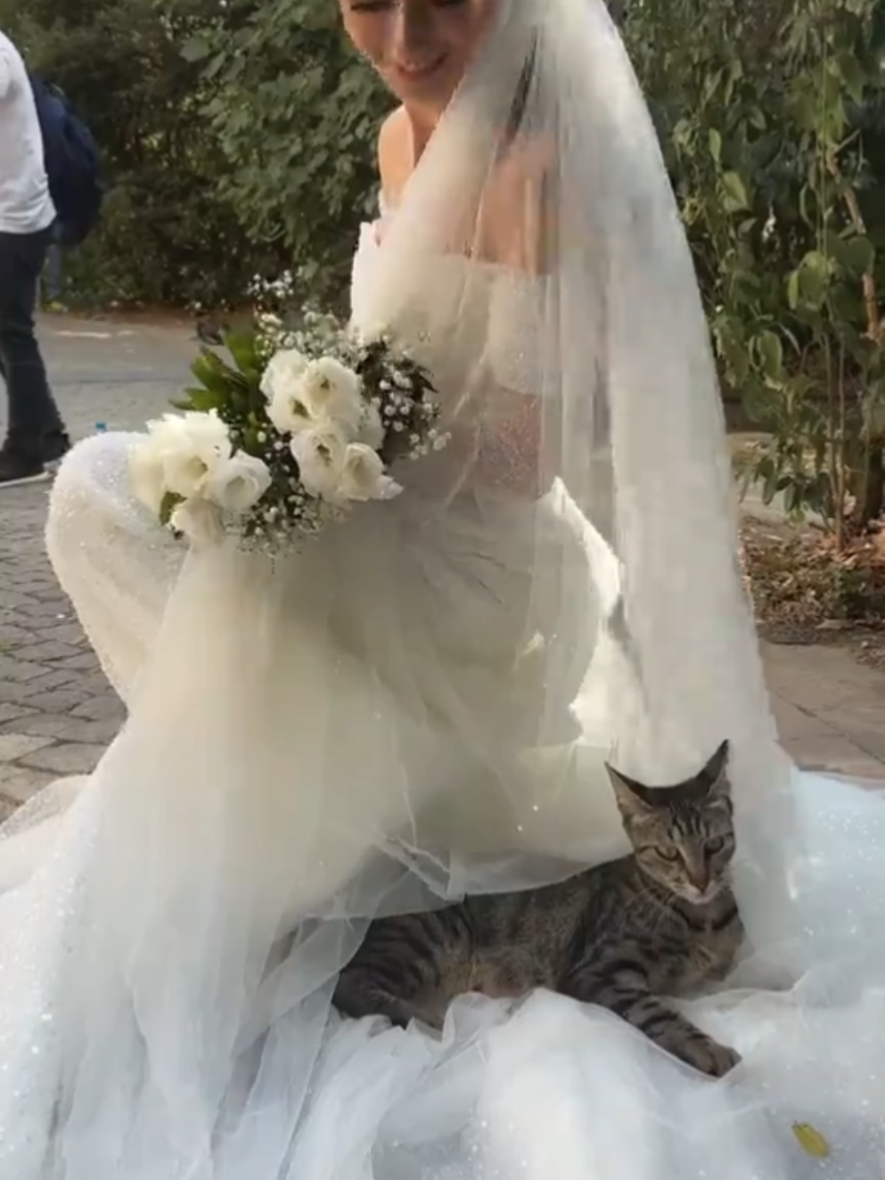 Cidade dos gatos, em istambul 🐱  #animais #curioso #pet 