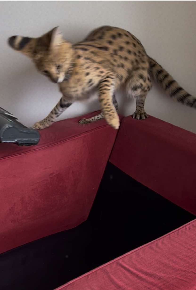 When you’re the queen of the jungle… until the vacuum roars back. 🫣💨🐆 #KahluaTheKittyyy #VacuumVsCat #CatTok #PetComedy #RunningForMyLife #FelineDrama #CatReaction #MeowMoments #TikTokPets #HouseCatChronicles 