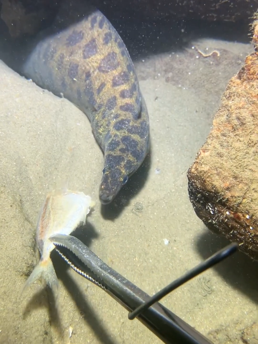 #seafood #crab #fishing #beach #ocean 