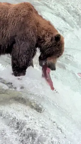 Catch and release!!!!  Alaska at Brooks Falls! #bears  #alaska #wildlife #nature #adventure #nature #adventuretravel 