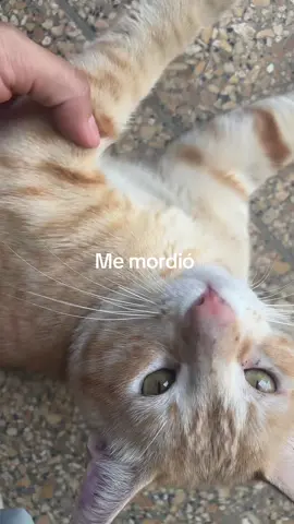 Me mordió wey 😭🤣🤣🤣
