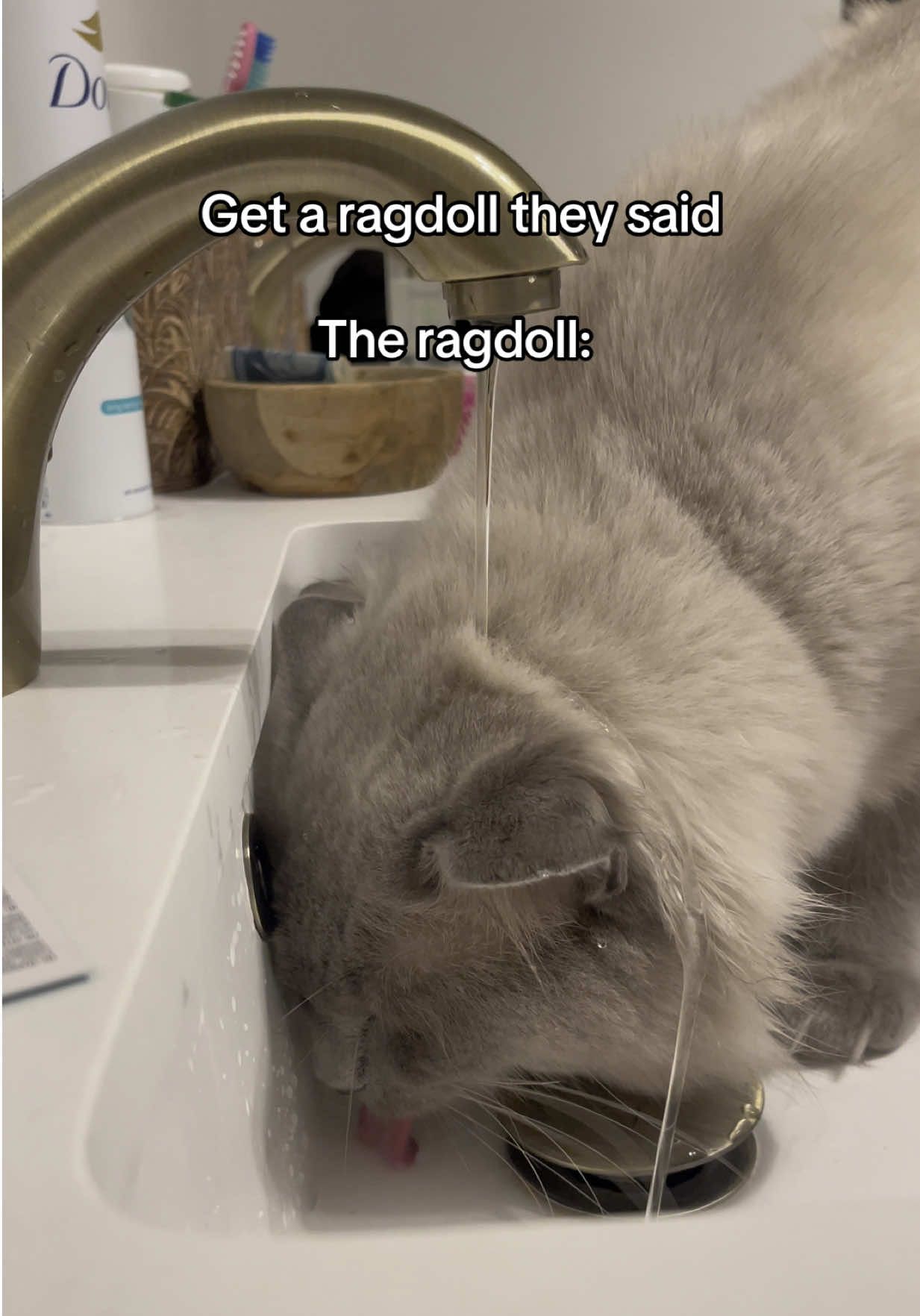 But just where is the logic? 😭 #cats #fyp #ragdoll #willowtheragdoll #trending #catsoftiktok #xyzcba #viral #catmom 