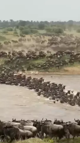 🚨 Animals are FLEEING Yellowstone… and nobody knows why. 😨 Deer, bison, and even birds are moving fast — something BIG might be coming. #Yellowstone #AnimalBehavior #WeirdNature #CaughtOnCamera #NatureKnows #WildlifeWarning #YellowstoneNationalPark #AnimalsFleeing #SomethingIsComing #DisasterSigns #ViralNature #USANews #NatureAlert #MysteryTikTok #UnexplainedEvents