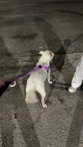 Picking up my dog after her first international flight from Australia - The USA 🇺🇸 #pettravel #dog 