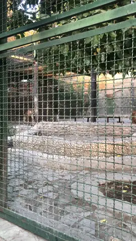 #باغ وحش وكيل اباد#ايران🇮🇷 #باغ #حديقة #حيوانات #مشهد #اسد 