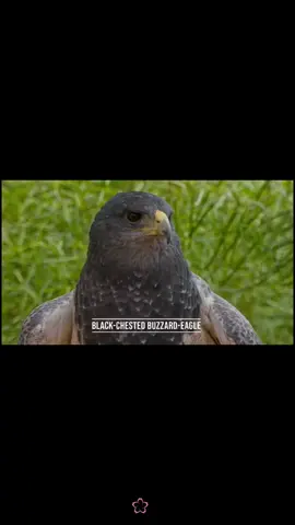 🦜🐦‍⬛#amazing #nature #Beauty #beauty #4k #8k #fyp 