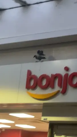 À Paris, tu peux croiser des pigeons alpha #paris #pigeon #alpha 