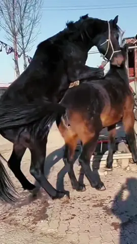 horse meeting#fyp #foryoupage #funny #anime