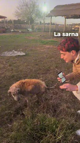 ¡Le cambié la vida a una perrita con sarna! 😷