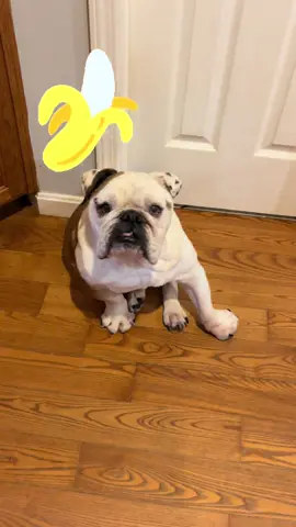 But… Where’s the banana?   #seniorpawsrescue #foreverhome #adoptdontshop #rescuedog #dogs #dogmom #bananas