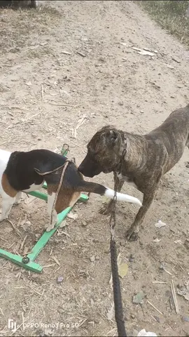 #viralvideos #treanding #animalmeetingnew #dogmeetingpuppy #animalmeeting #viralvideos @★ꦿ᭄ꦿ𝐂𝐡𝐢𝐥𝐢 𝐌𝐢𝐥𝐢𝐢)🍢 