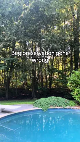 I knew they could dry out and come to life but it’d been floating for a dayish so I assumed it was 100% dead #vultureculture #bugs #preservation #foryou #fyp